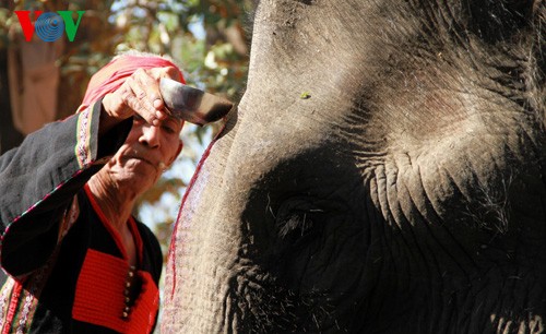 Elephant racing festival in Dak Lak opens - ảnh 5